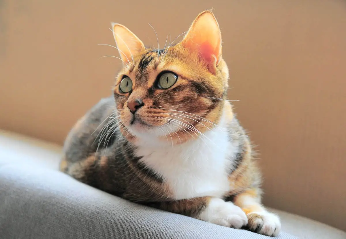 Bladder infection in cats