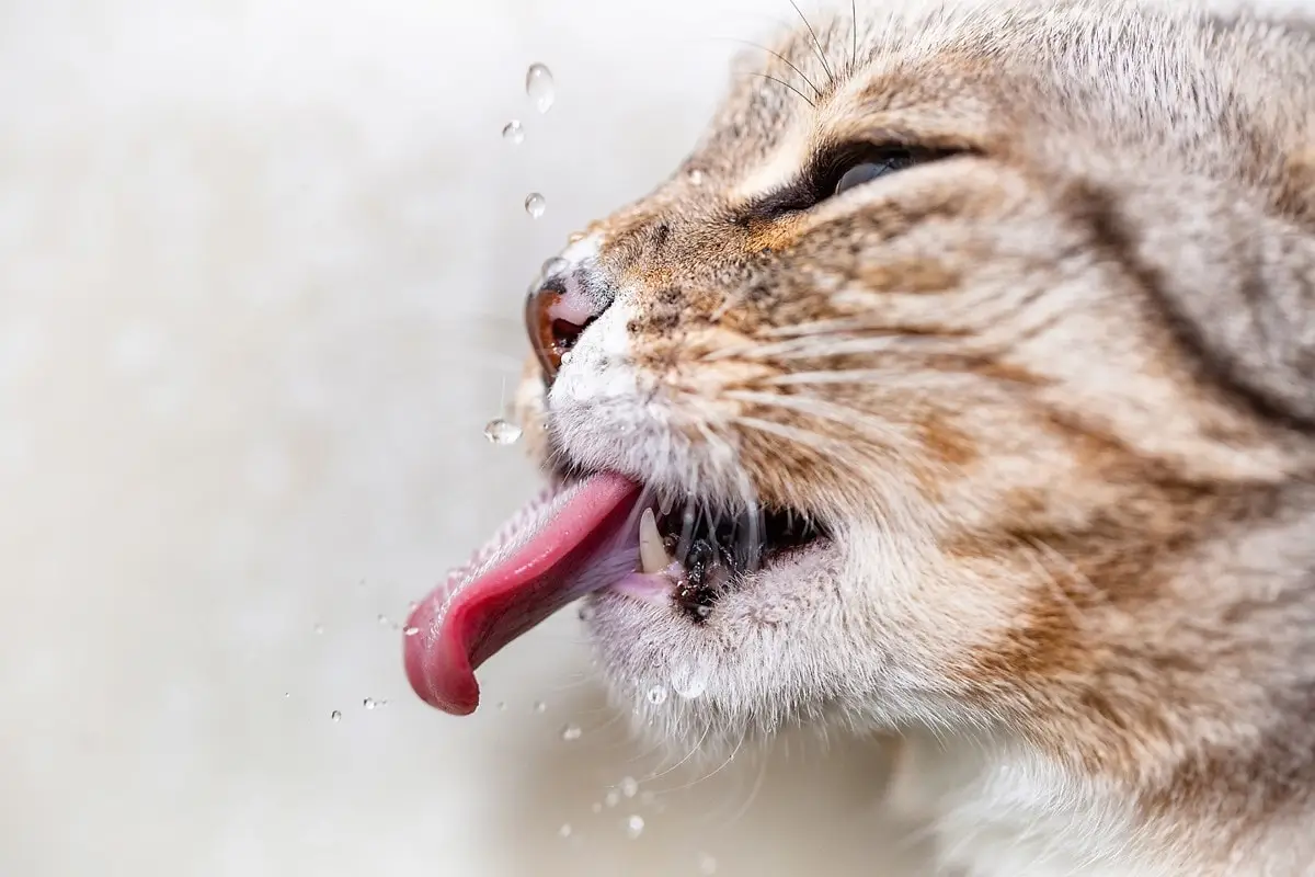 Cat tongue