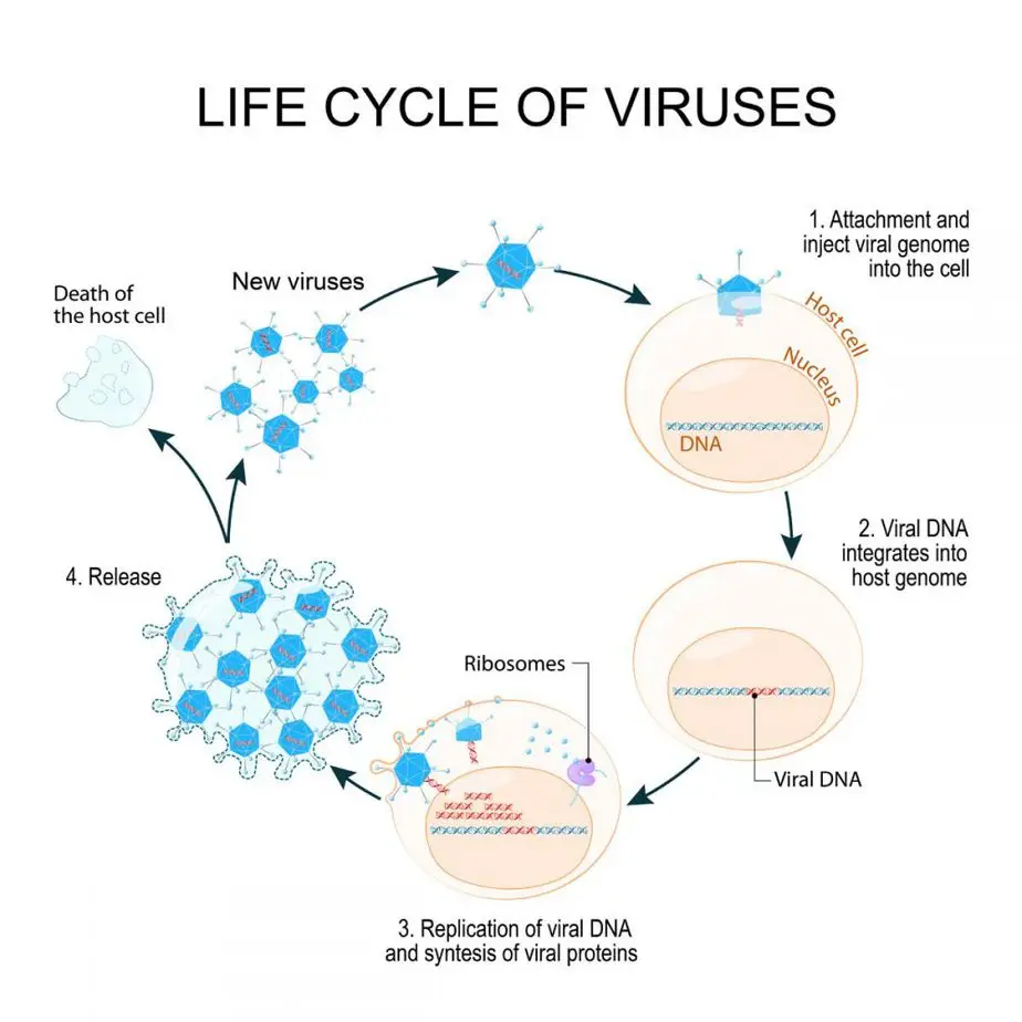 Life cycle of a virus