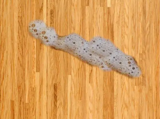 cat vomit with white foam