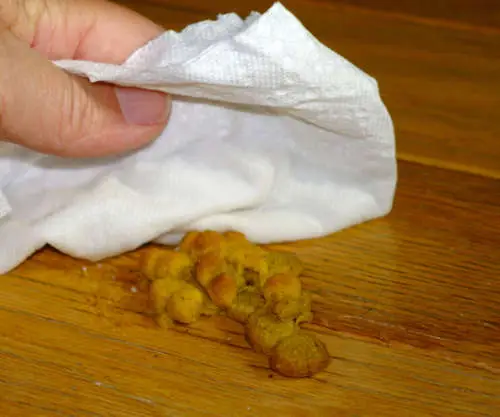 Cleaning up undigested cat vomit