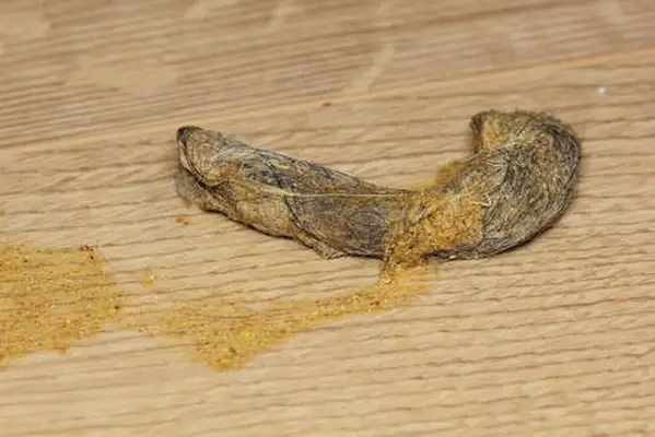 Close up of dry cat vomit with hairball