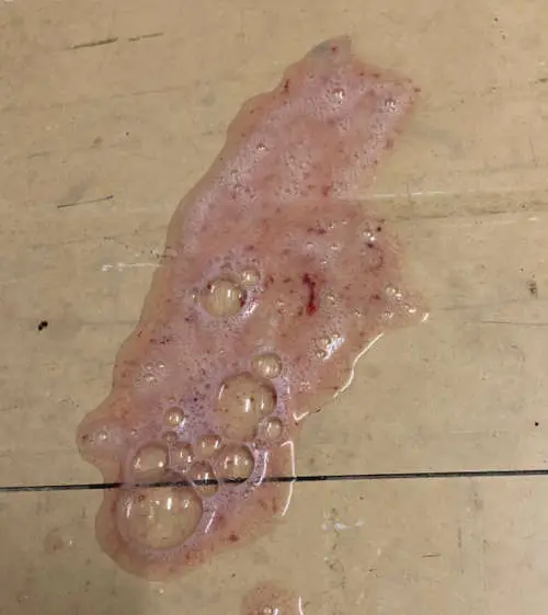 cat vomit with blood on the floor, giving it a pinkish color 