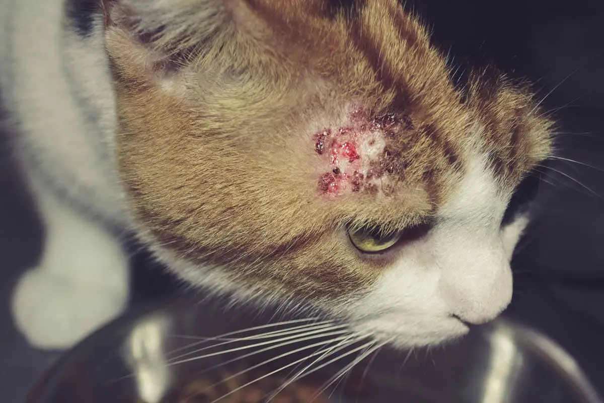 Miliary dermatitis