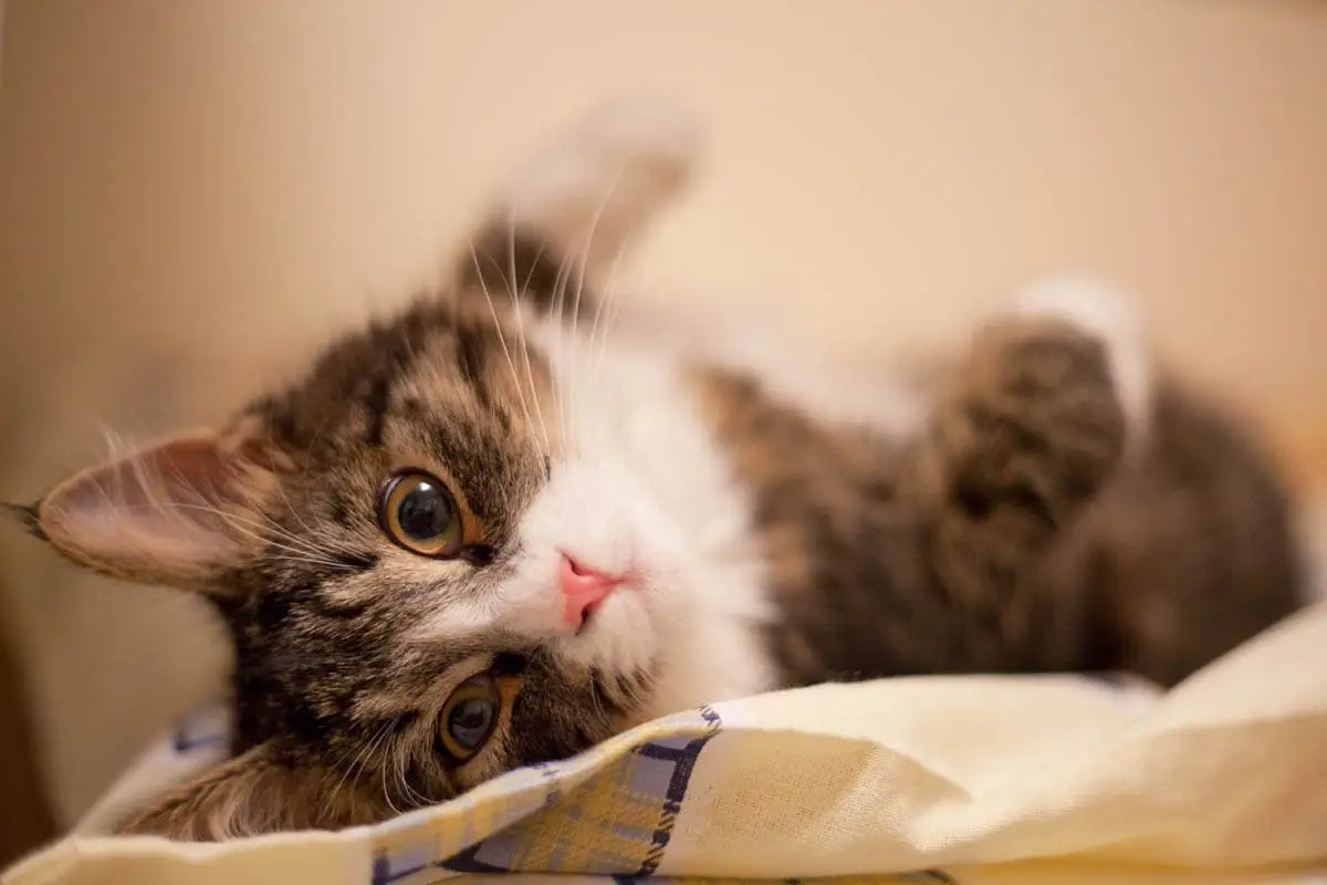 Cystitis in cats