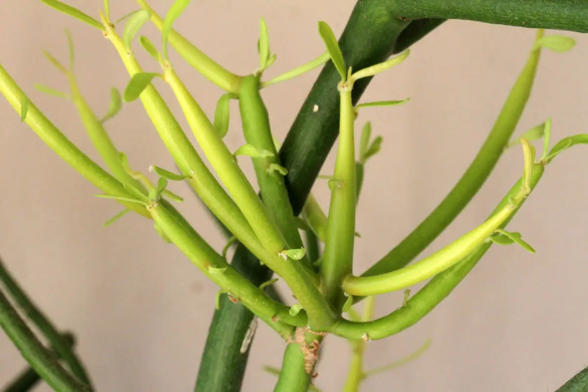 Kaktusova modlitba (traktor Euphorbia) a jedovatá Kotka?
