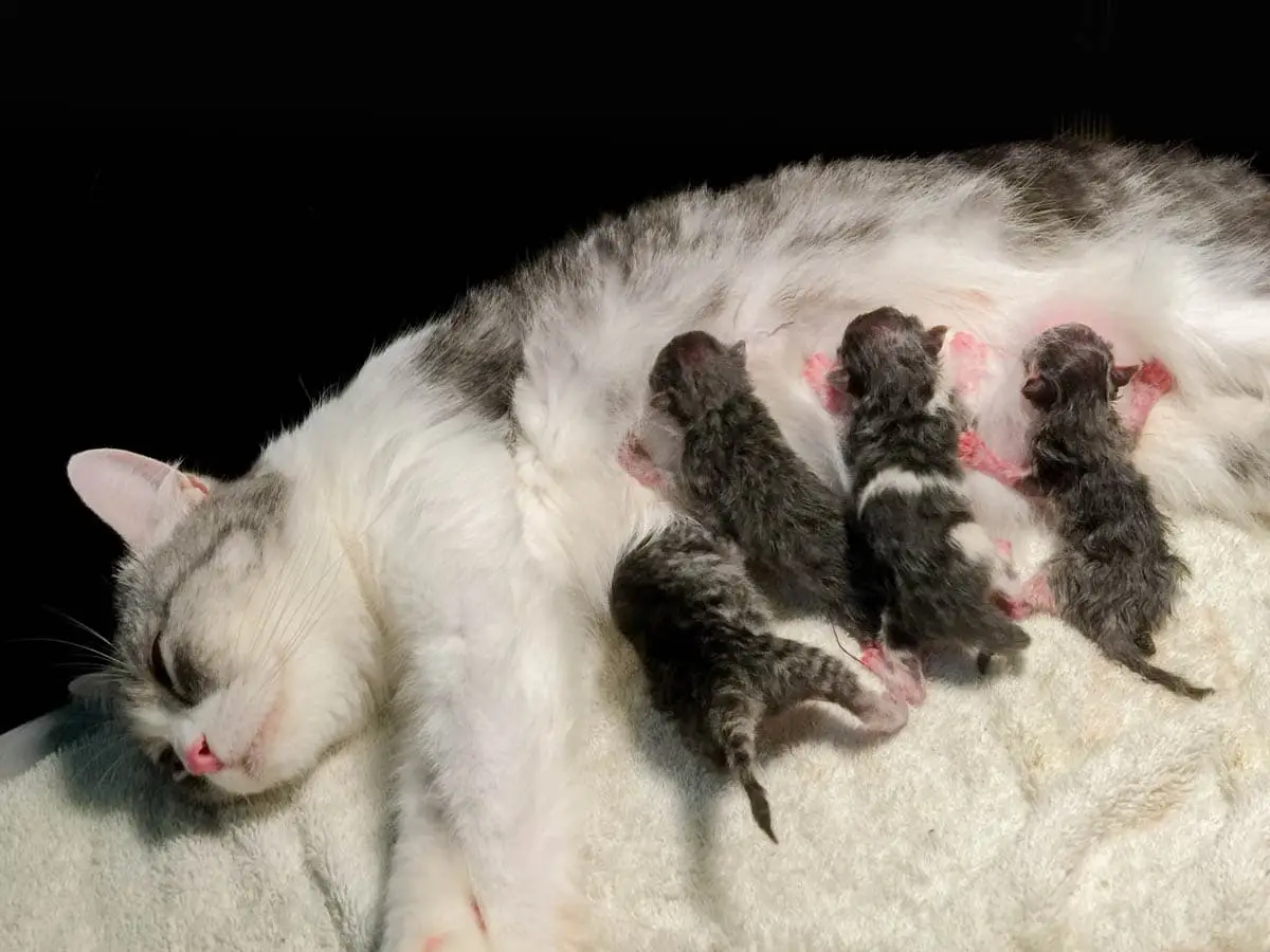 Dystocia in cats