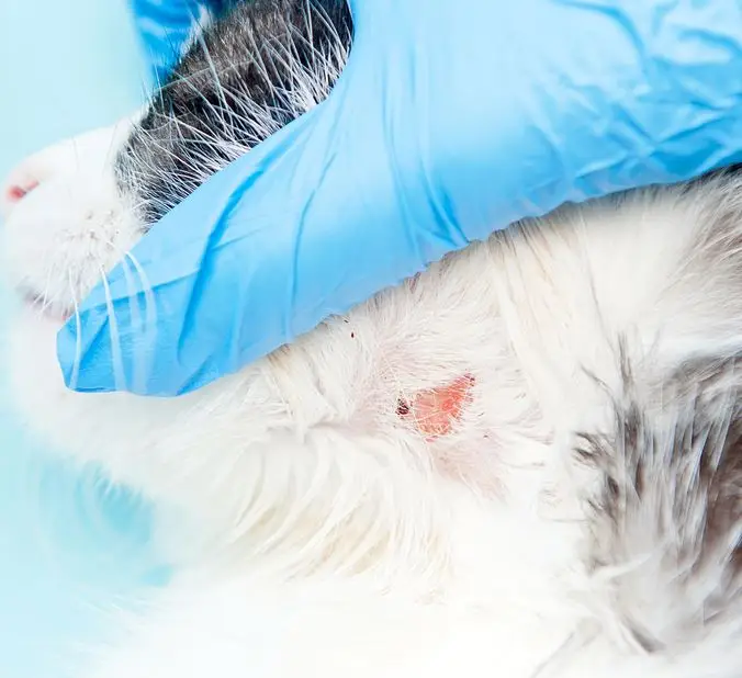 signs of ringworm on a cat