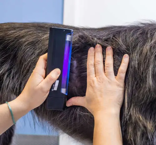 purple wood lamp to diagnose skin disease in cats and dogs