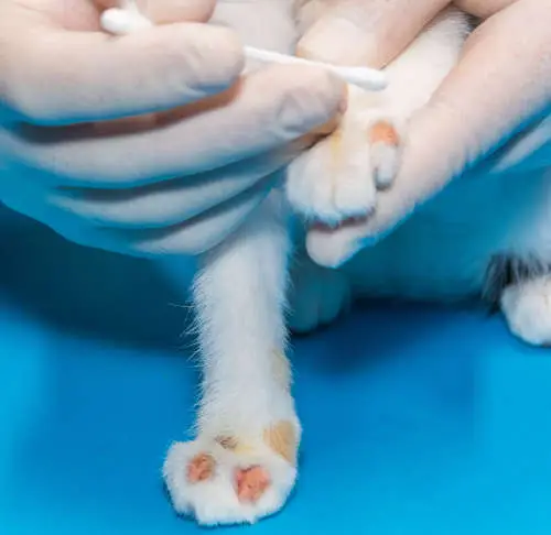a veterinarian treats a kitten for ringworm. with cotton swabs, the doctor applies ointment to the wounds.