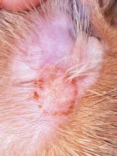 Ringworm on cat skin