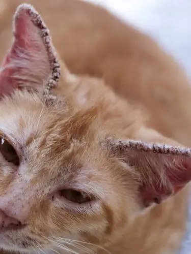ringworm on cat