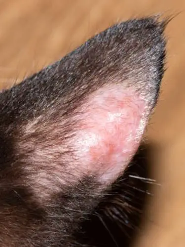 ringworm on cat