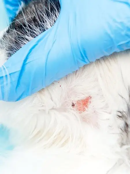 signs of ringworm on a cat