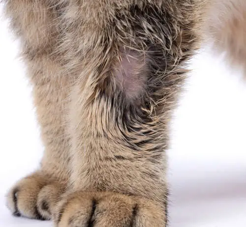 ringworm seen on a cat