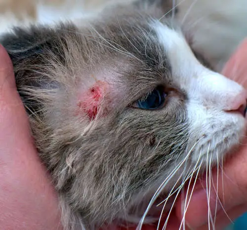 skin conditions can look very similar to ringworm