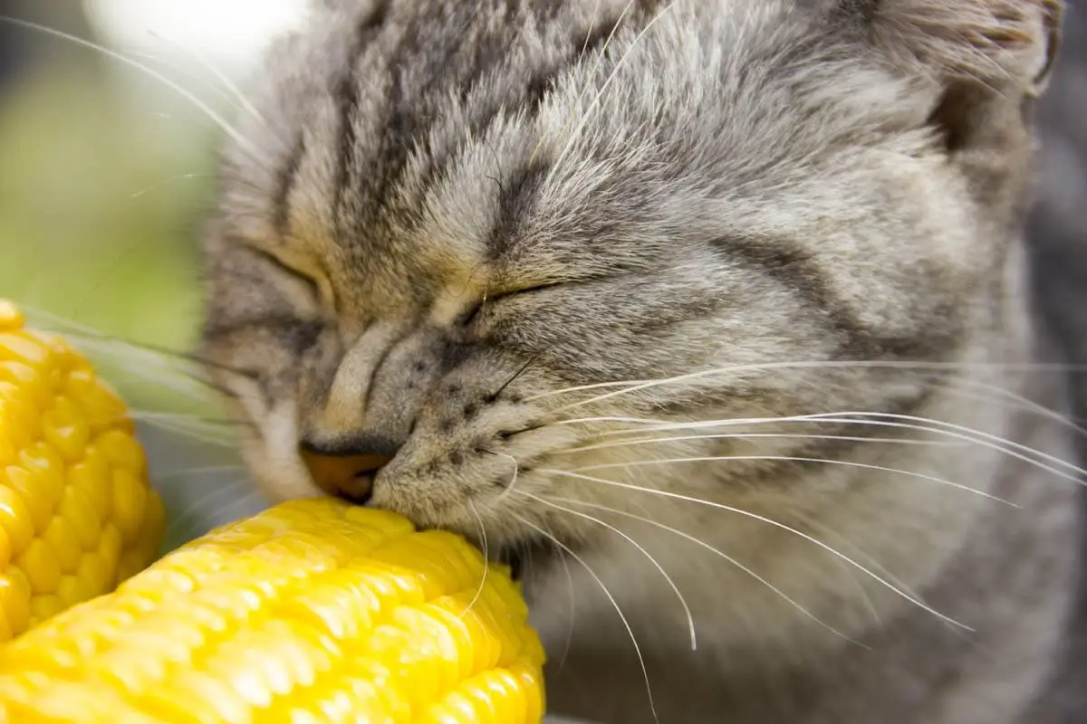 TETRAS DE CAT - Foods de gatos que son seguros para los gatos