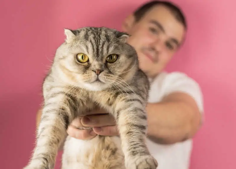 cat not happy at owner