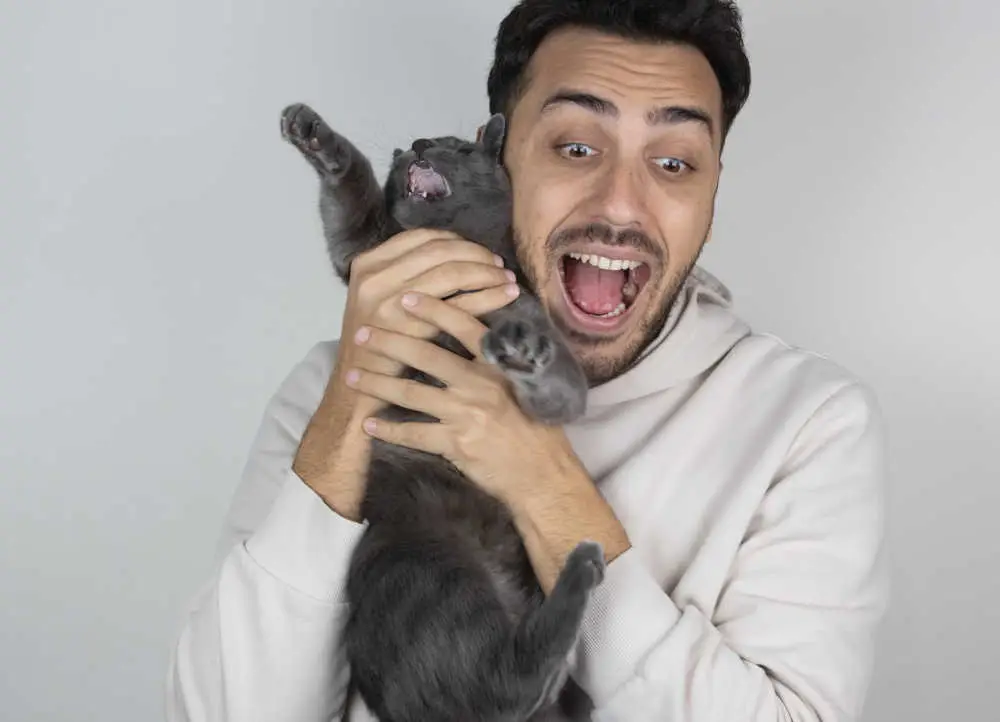 cat angry at owner after peeing