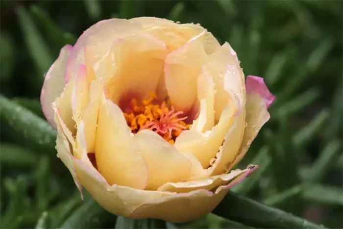 What is portulaca?