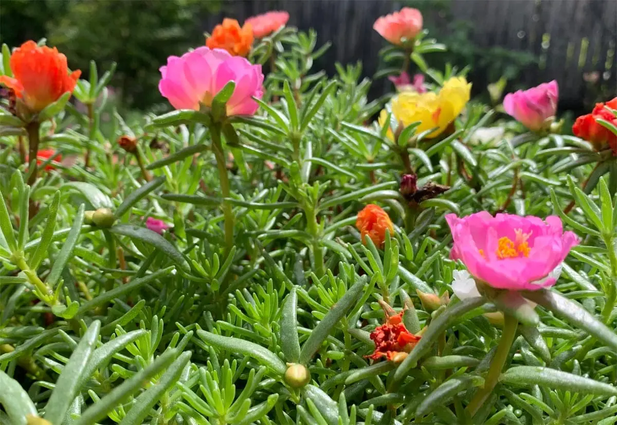 Portulaca è tossico per i gatti?