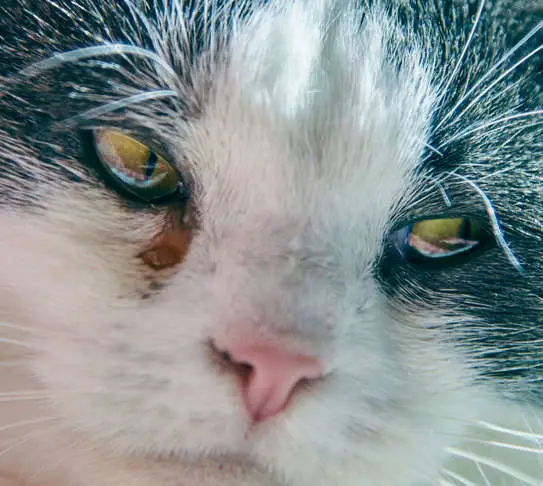 cat with conjunctivitis and eye discharge and sneezing