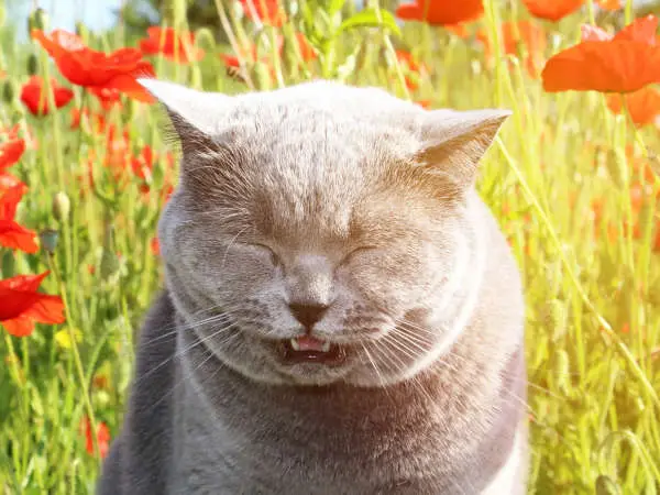 fluffy cat closed his eyes and sneezed