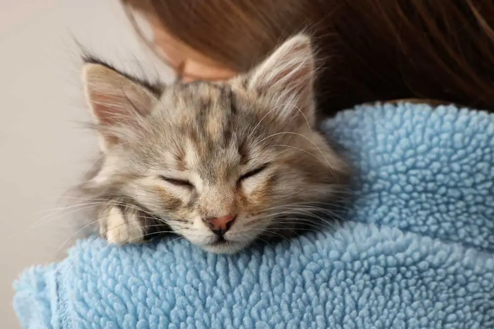 ¿Por qué mi gato duerme en mi cabeza?