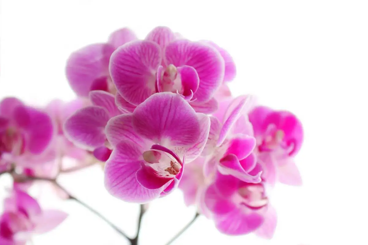 As orquídeas são tóxicas para os gatos?
