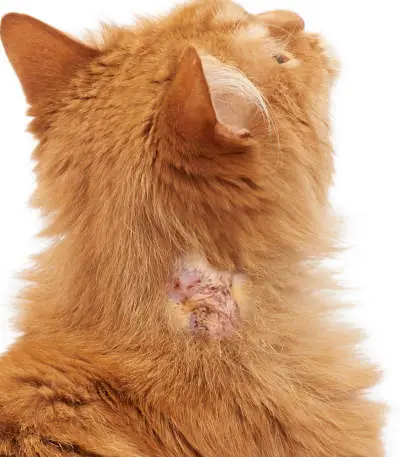 Cat with pemphigus foliaceus lesions on the neck
