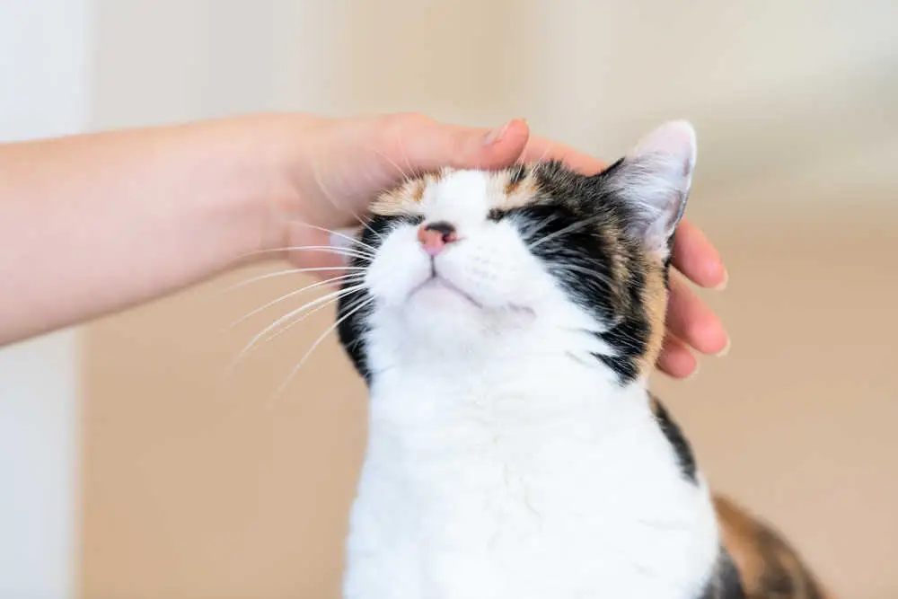Котка шията с рани или плешиви места [ветеринарни съвети]
