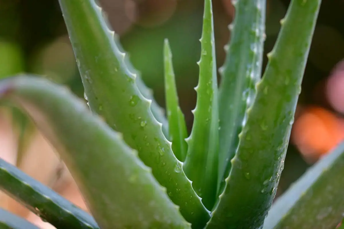È tossico aloe vera per i gatti