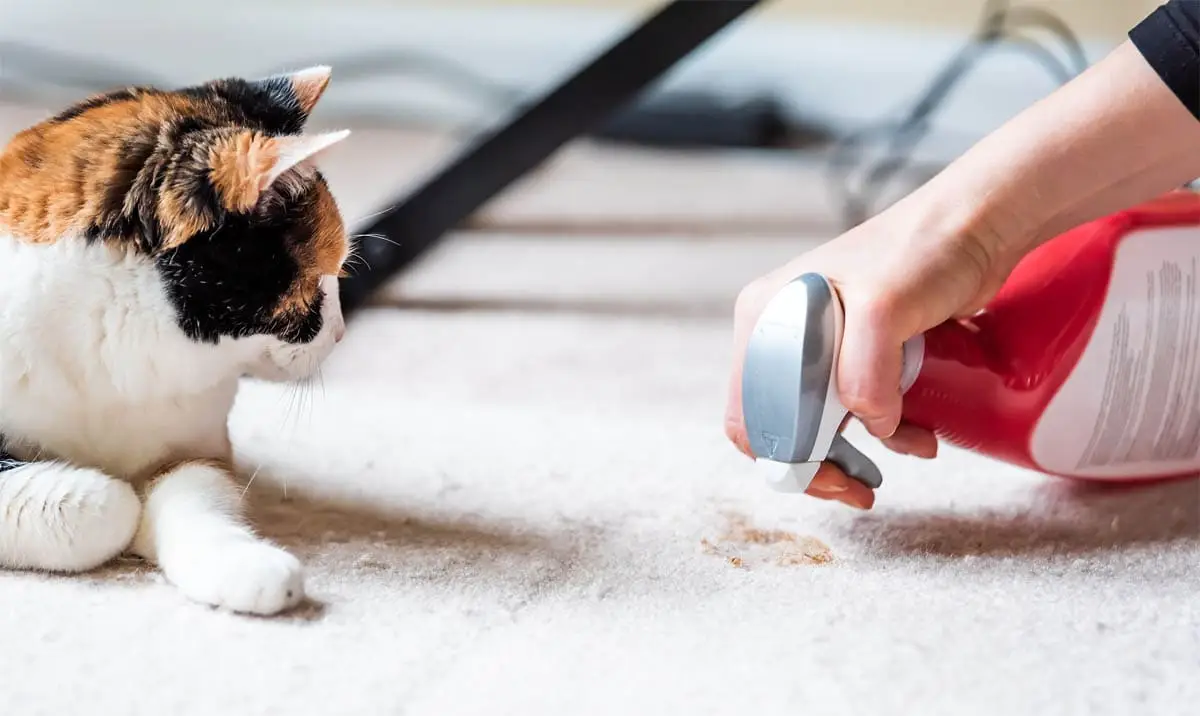 Cleaning cat urine