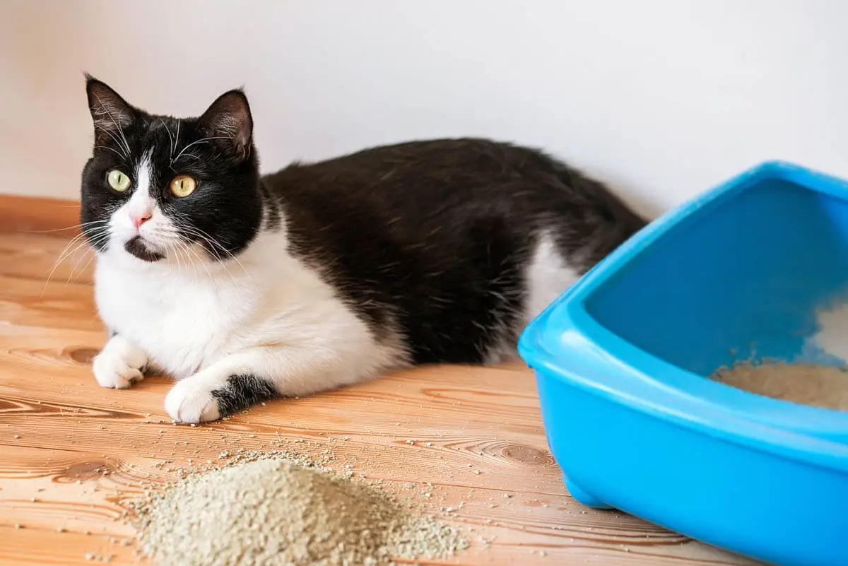 Problemas de caixa de areia em gatos