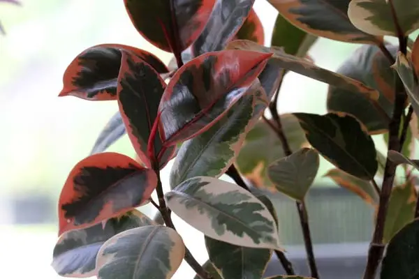 Ficus elastica (rubber plant)