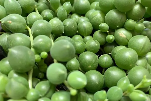 Curio Rowleyanus (string of pearls)