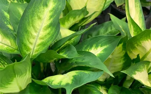 Dieffenbachia (dumbcane)