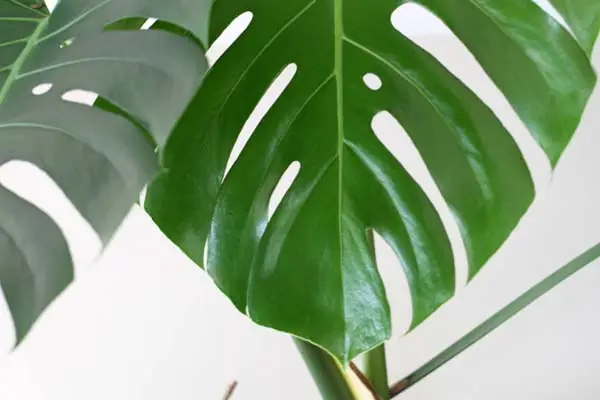 Monstera delicosa (Swiss cheese plant)