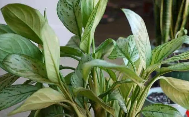 Chinese evergreen 