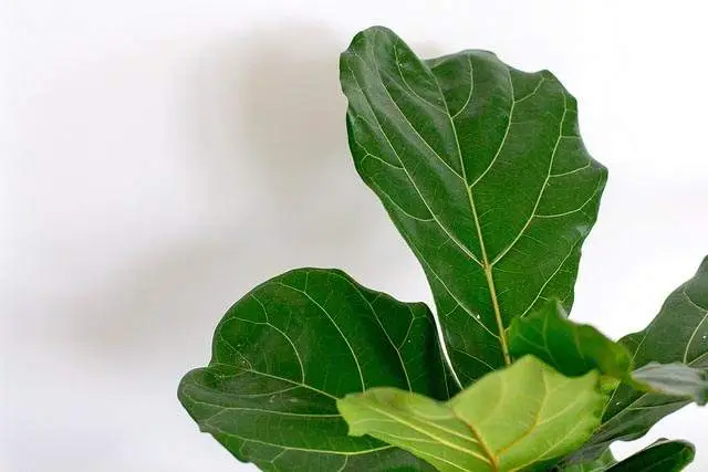 Fiddle-leaf fig