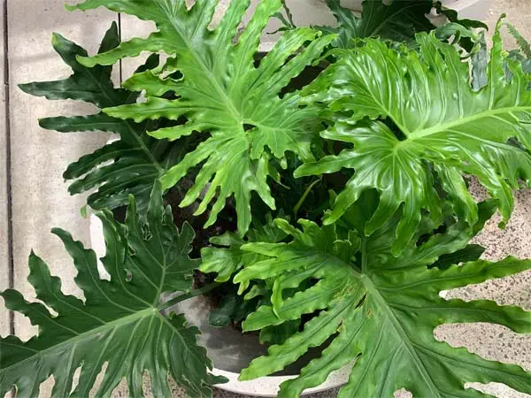 Philodendron