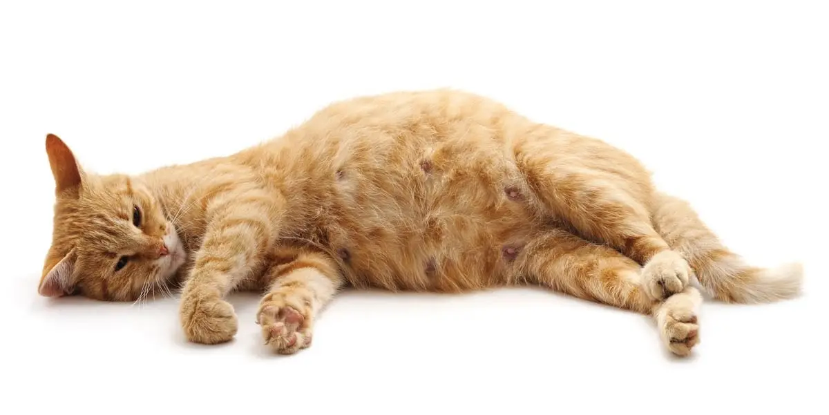 Meu gato está grávida?