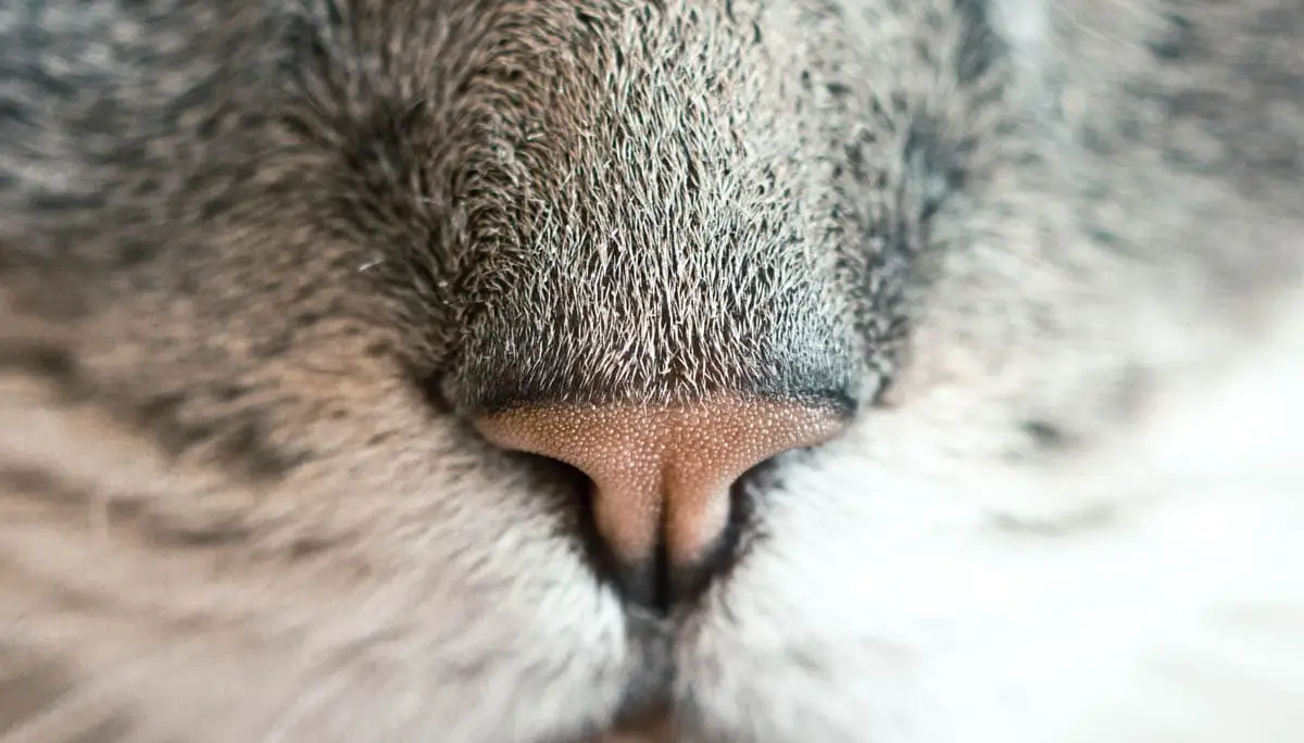Cat nose