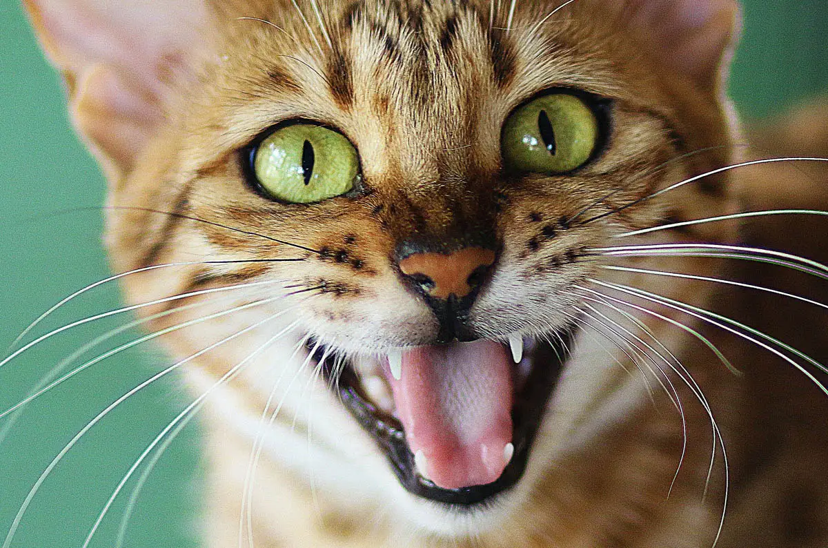 Cat mouth