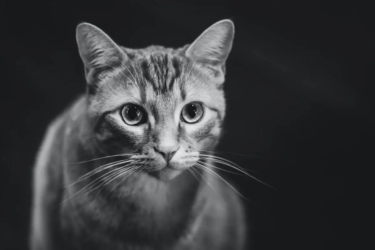Cat breathing