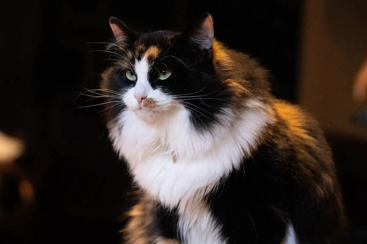 Cat coat and skin