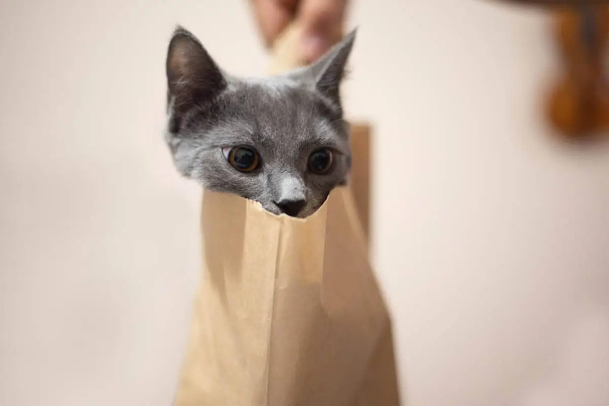 Cat playing
