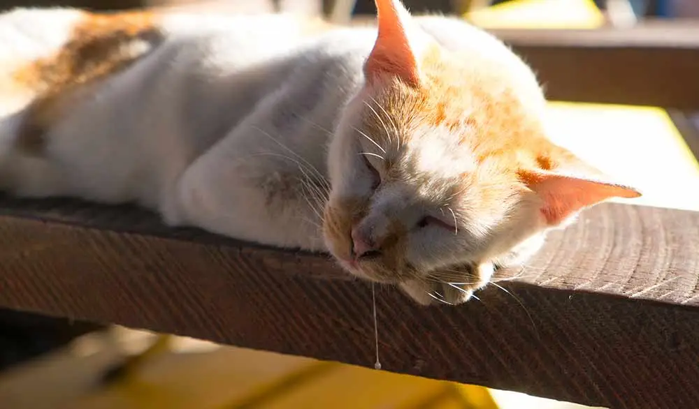 Babar Cat a Lethargo nebo ne jíst? Veterinář sdílí, co má dělat