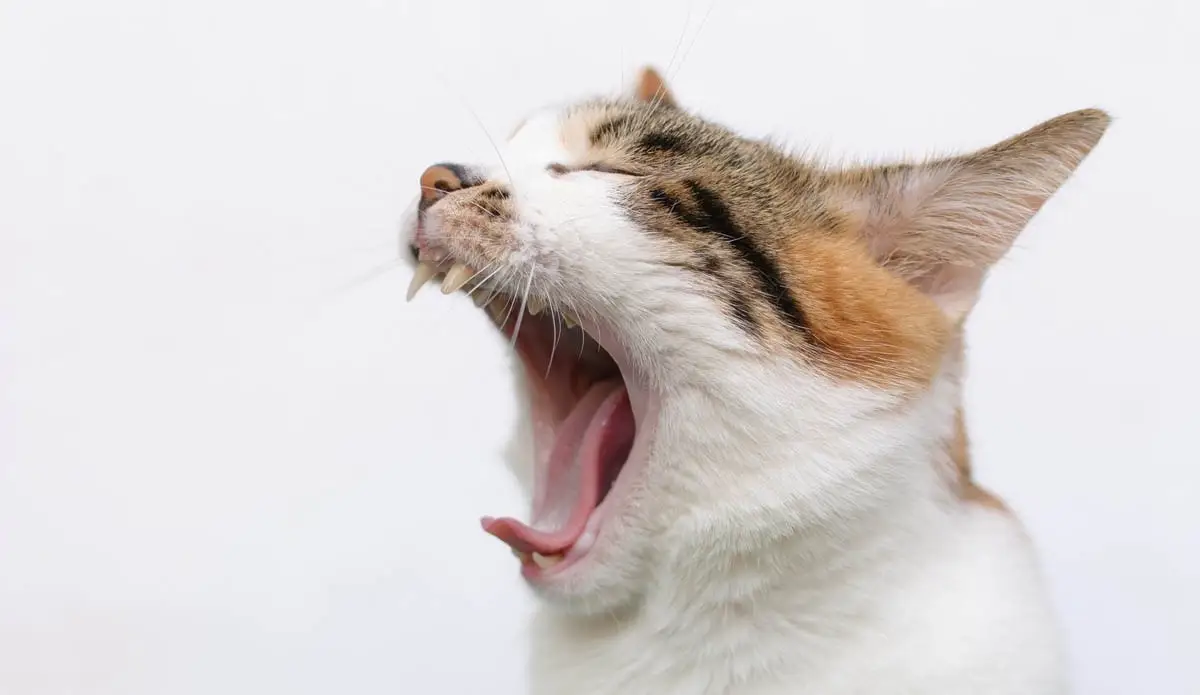 Zubní škůdce (zuby potraty) en gatos