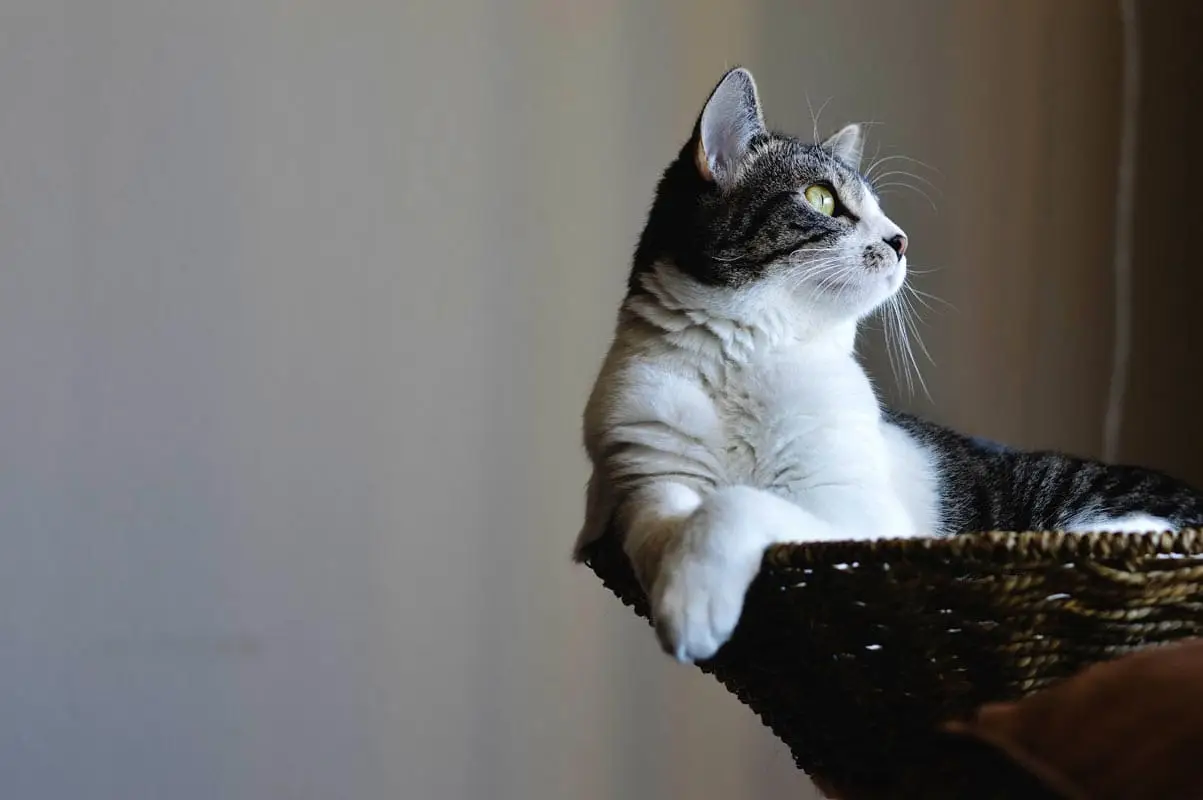 Immunoterapi (allergisk foto) til katte